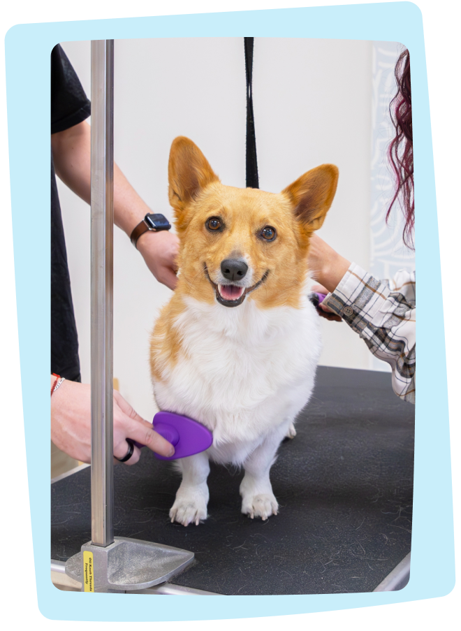 Dog on a grooming table with a person holding a purple brush.