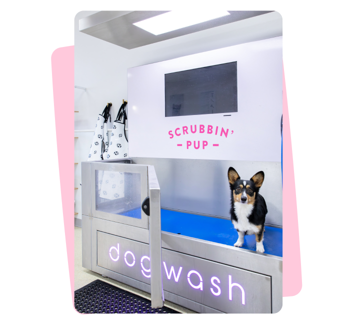 Dog wash station with a dog inside, featuring the brand 'Scrubbin' Pup'.