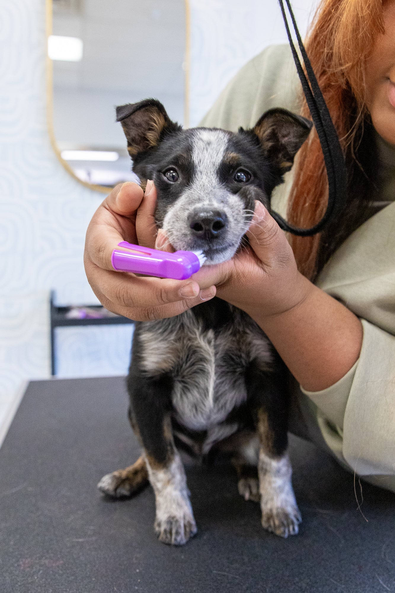 Dog have teeth brushed