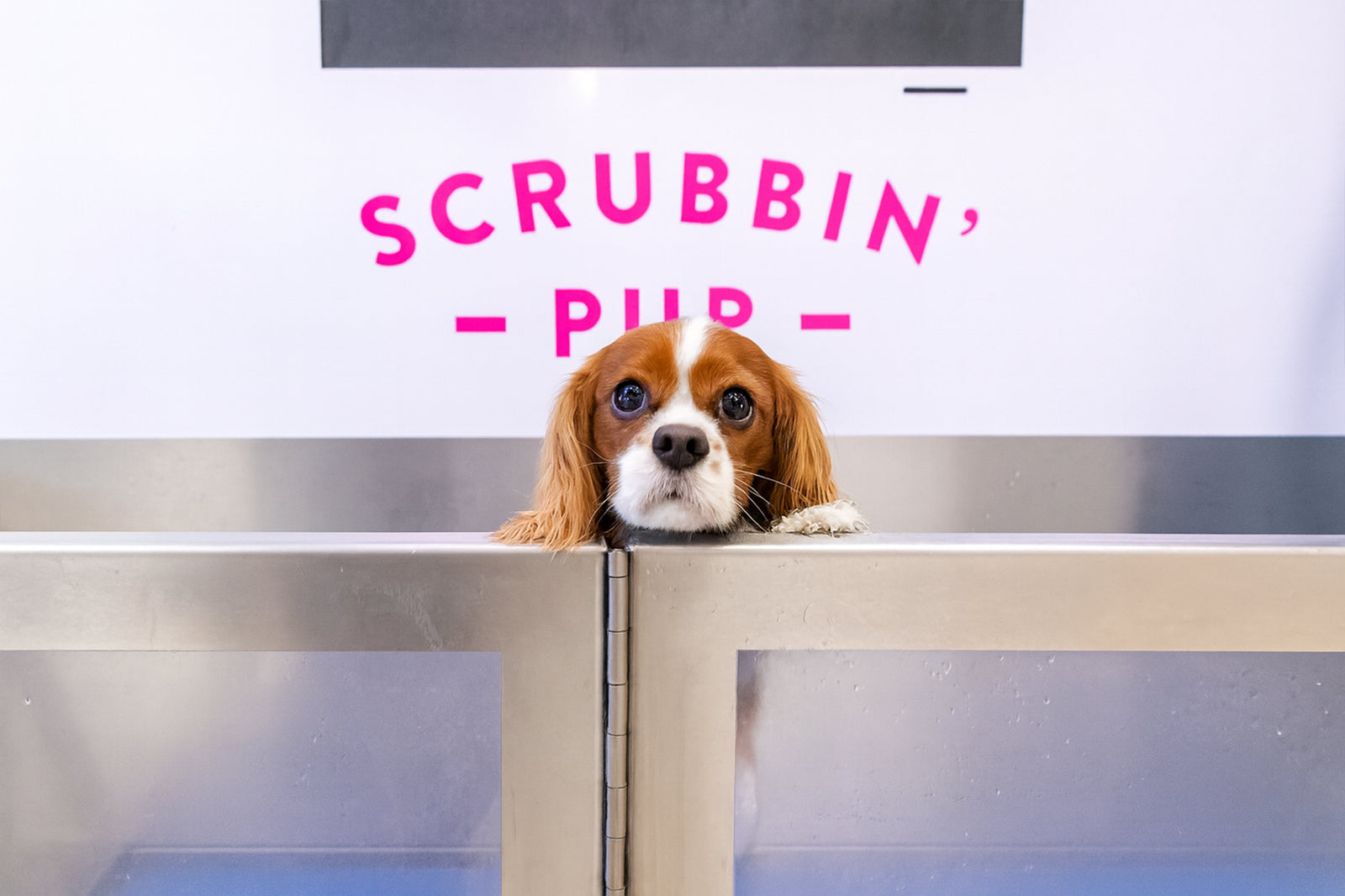 Dog inside the wash stall