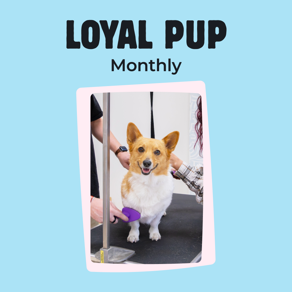Loyal Pup