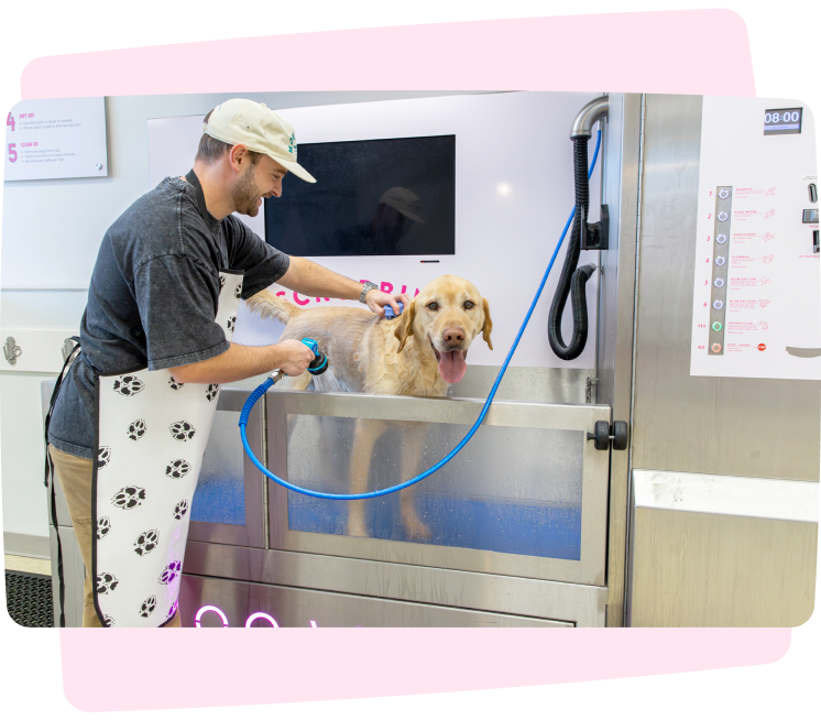 Man washing a dog in a pet grooming station.